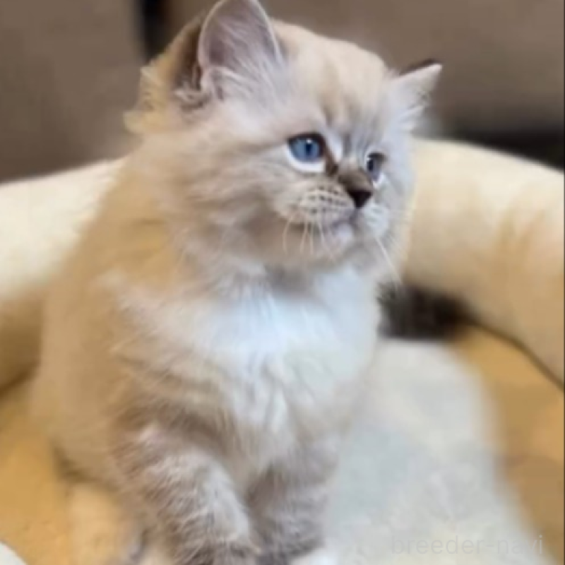 販売中の沖縄県のラグドール-135878の2枚目