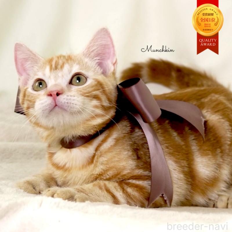 販売中の栃木県のマンチカン-131404