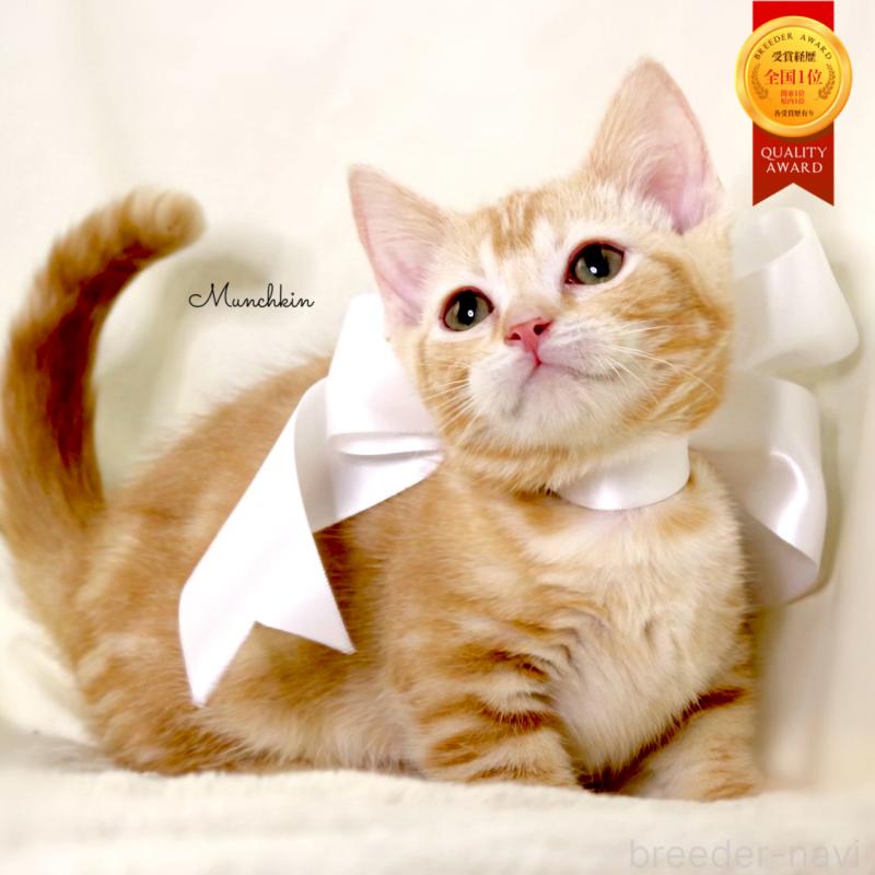 販売中の栃木県のマンチカン(短足)-132976