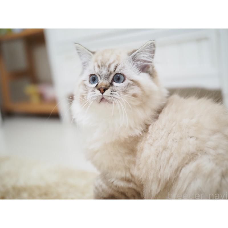 商談中の埼玉県のラグドール-131230の7枚目