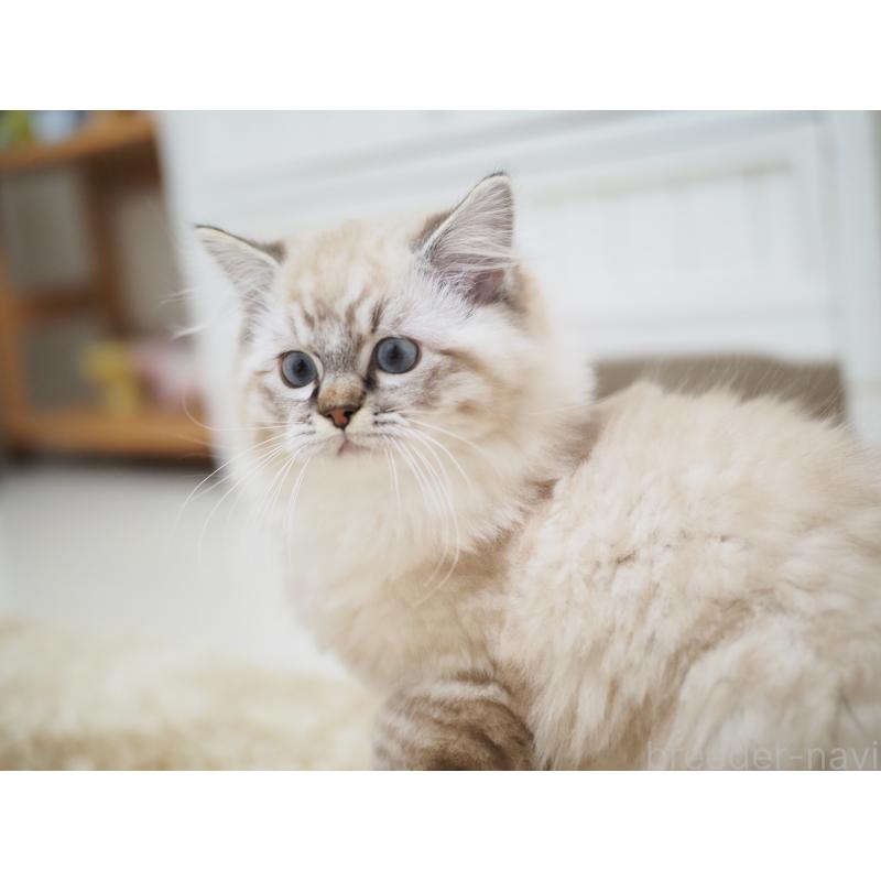 商談中の埼玉県のラグドール-131230の6枚目