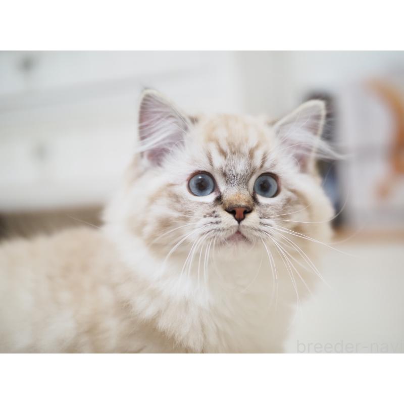 商談中の埼玉県のラグドール-131230の4枚目