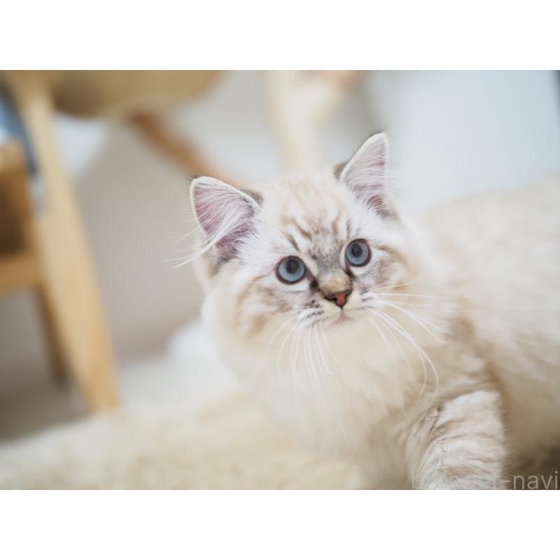 商談中の埼玉県のラグドール-131230の3枚目