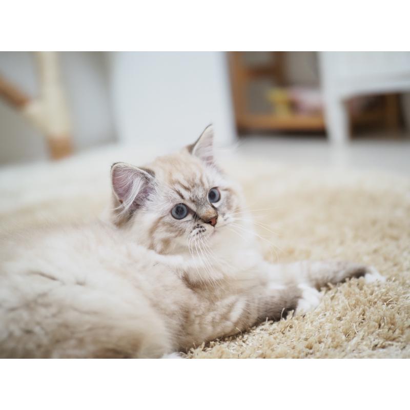 商談中の埼玉県のラグドール-131230の2枚目