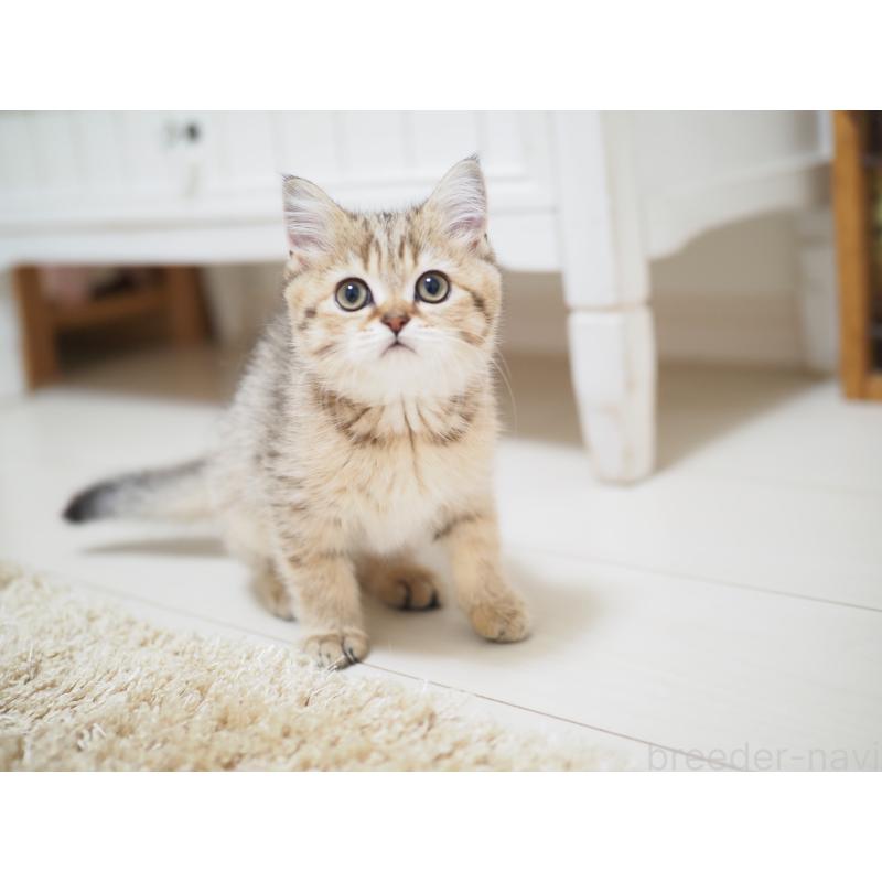 成約済の埼玉県のブリティッシュショートヘア-133668の11枚目