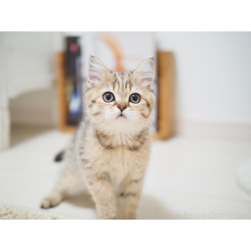 成約済の埼玉県のブリティッシュショートヘア-133668の10枚目