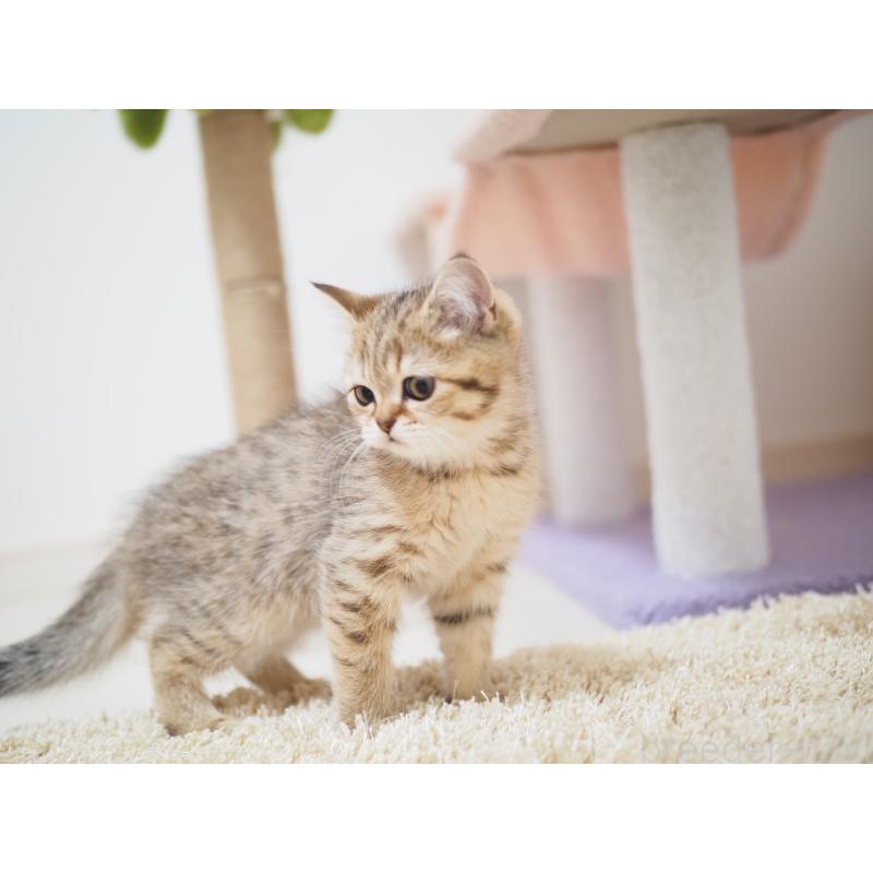 成約済の埼玉県のブリティッシュショートヘア-133668の8枚目