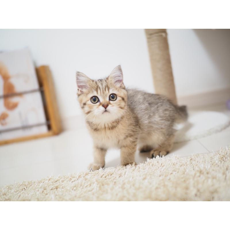 成約済の埼玉県のブリティッシュショートヘア-133668の7枚目