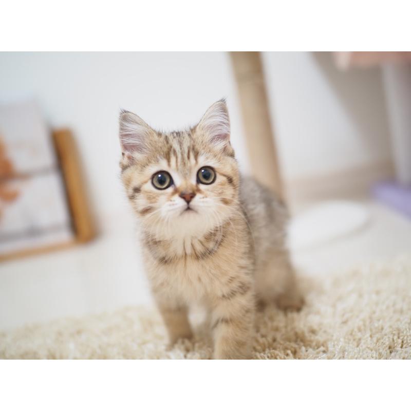 成約済の埼玉県のブリティッシュショートヘア-133668の6枚目