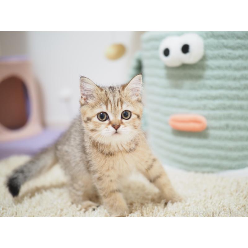 成約済の埼玉県のブリティッシュショートヘア-133668の5枚目