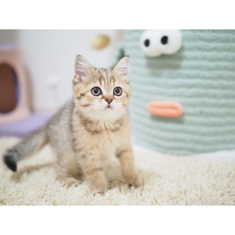 成約済の埼玉県のブリティッシュショートヘア-133668の4枚目