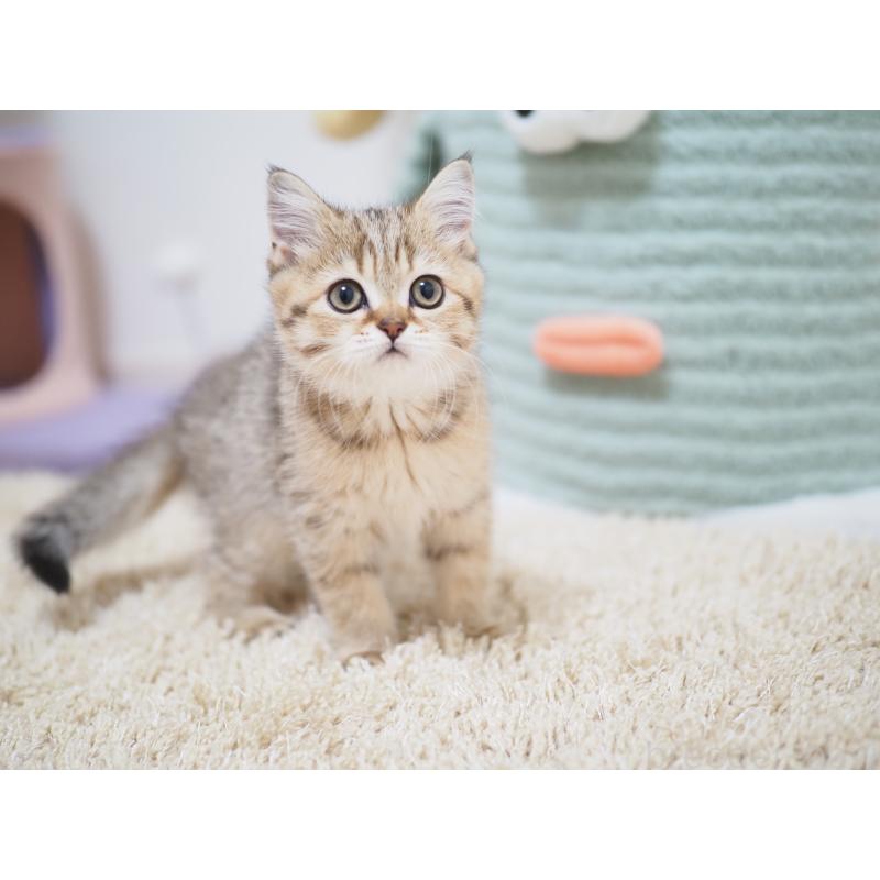 成約済の埼玉県のブリティッシュショートヘア-133668の3枚目