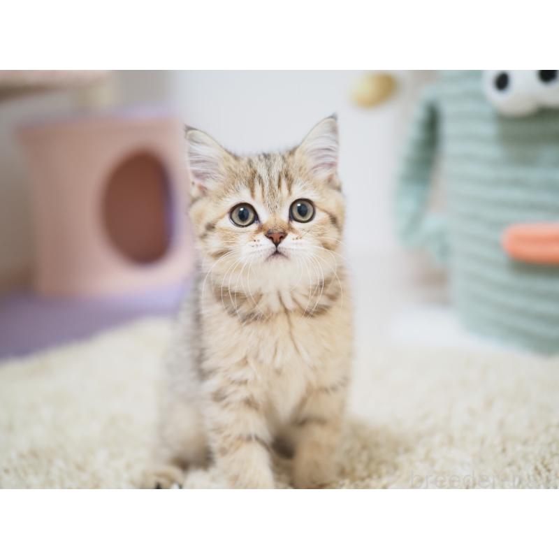 成約済の埼玉県のブリティッシュショートヘア-133668の2枚目