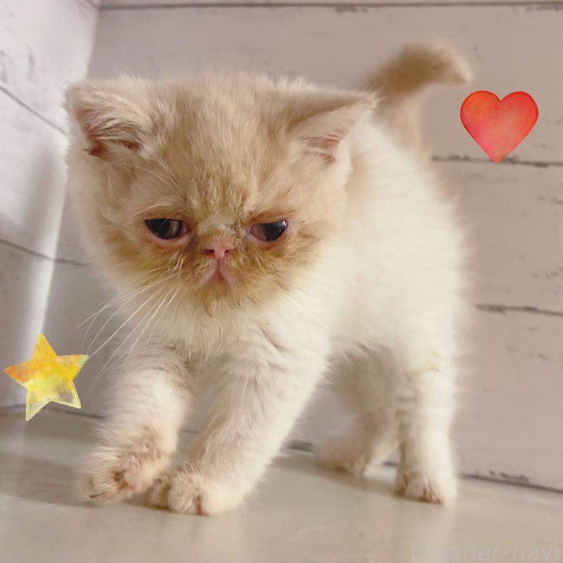 販売中の東京都のエキゾチックショートヘア-135879