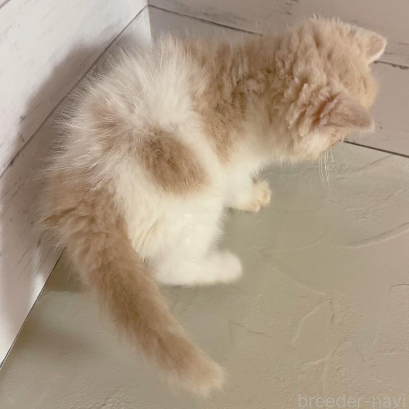 販売中の東京都のエキゾチックショートヘア-135879の6枚目