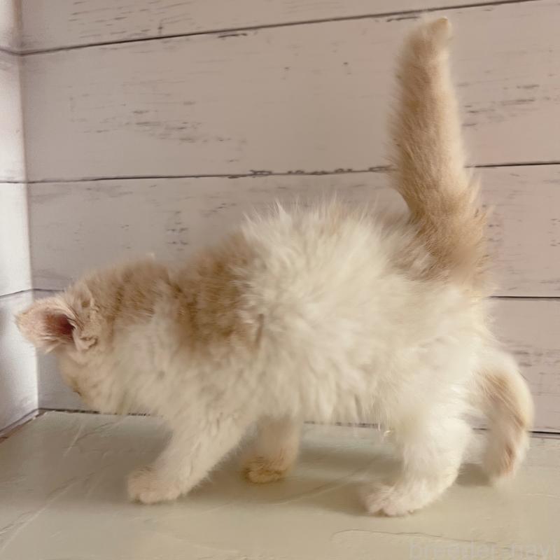 販売中の東京都のエキゾチックショートヘア-135879の5枚目