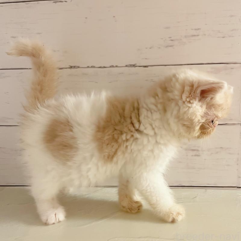 販売中の東京都のエキゾチックショートヘア-135879の4枚目