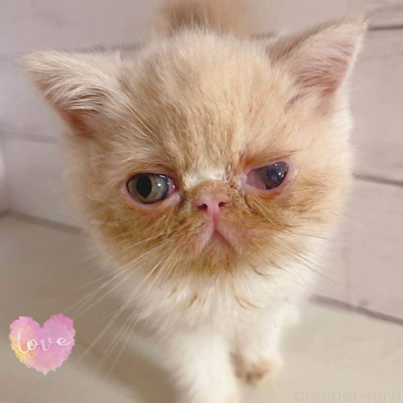 販売中の東京都のエキゾチックショートヘア-135879の3枚目