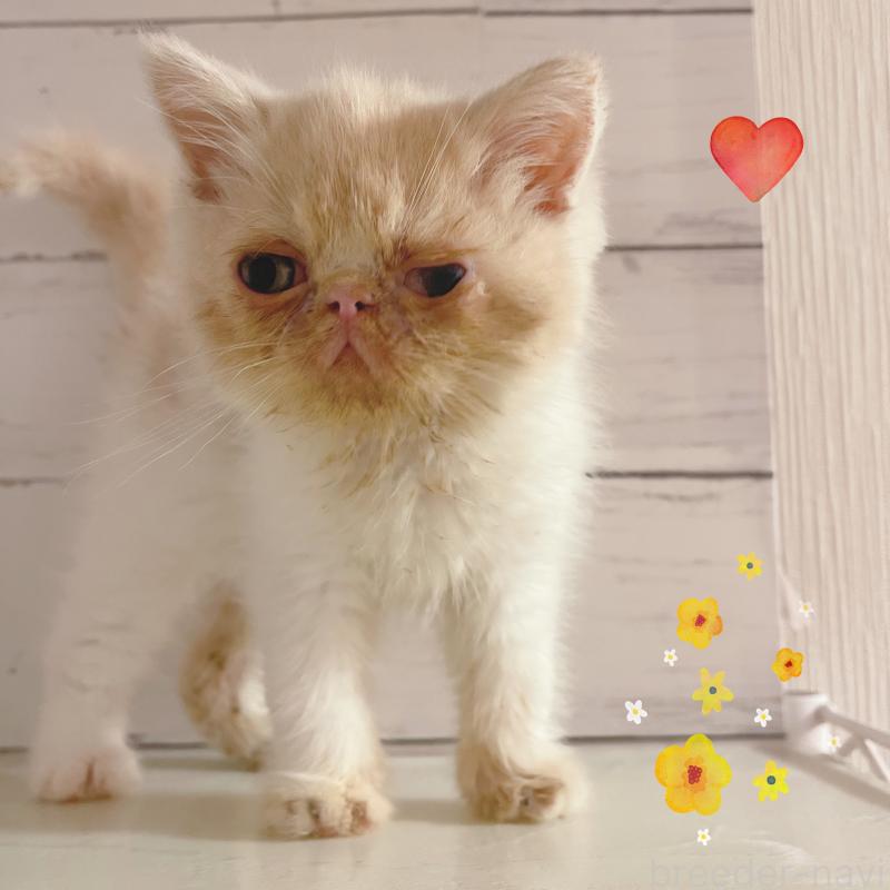 販売中の東京都のエキゾチックショートヘア-135879の2枚目