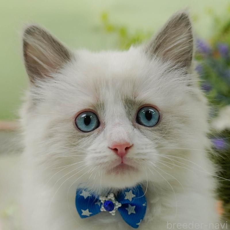 販売中の神奈川県のラグドール-135881の1枚目