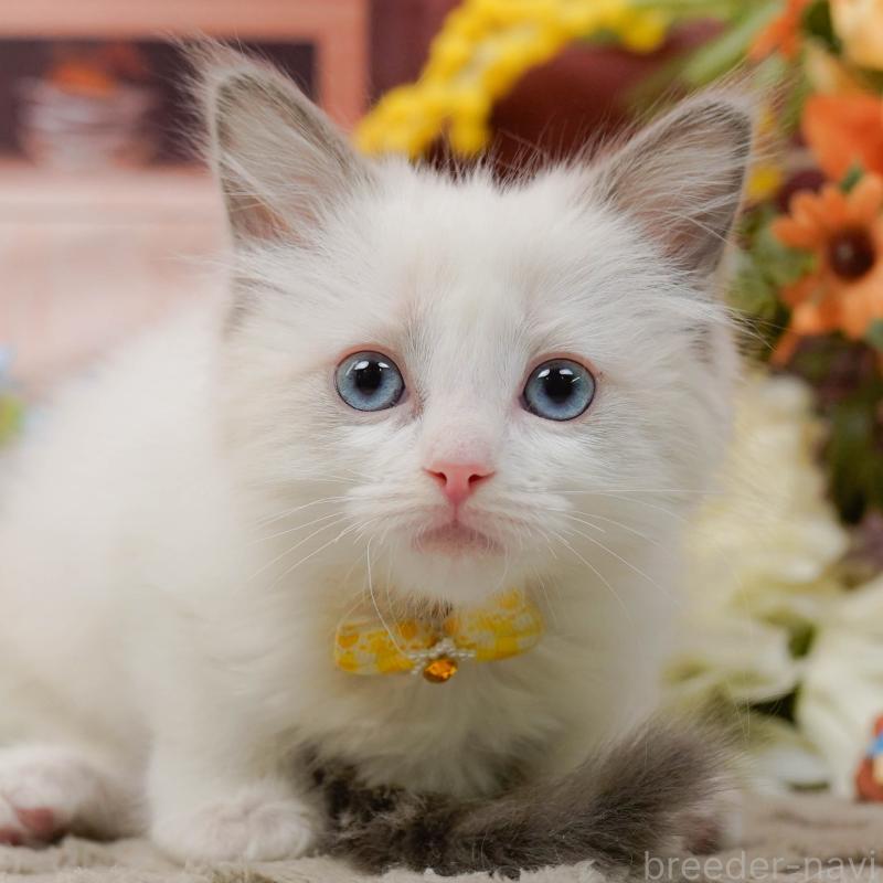 販売中の神奈川県のラグドール-135882