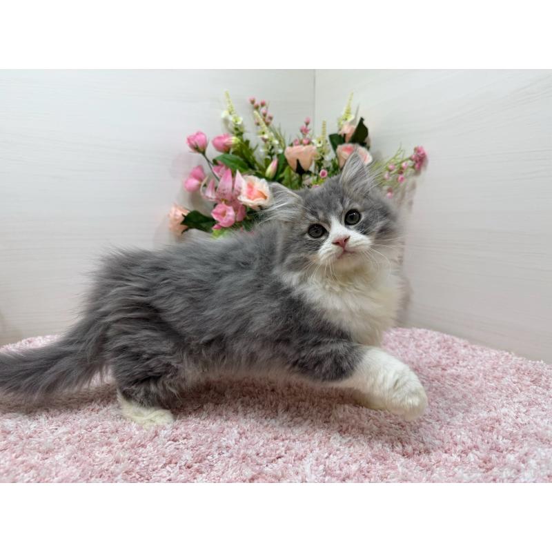 成約済の東京都のラガマフィン-134978の6枚目