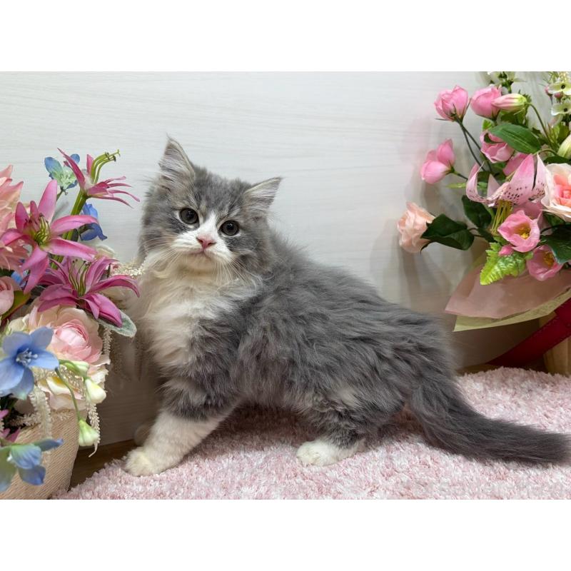 成約済の東京都のラガマフィン-134978の5枚目