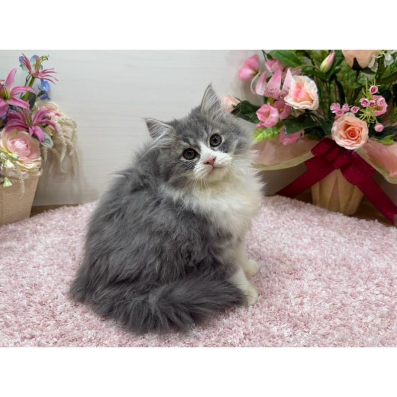 成約済の東京都のラガマフィン-134978の4枚目