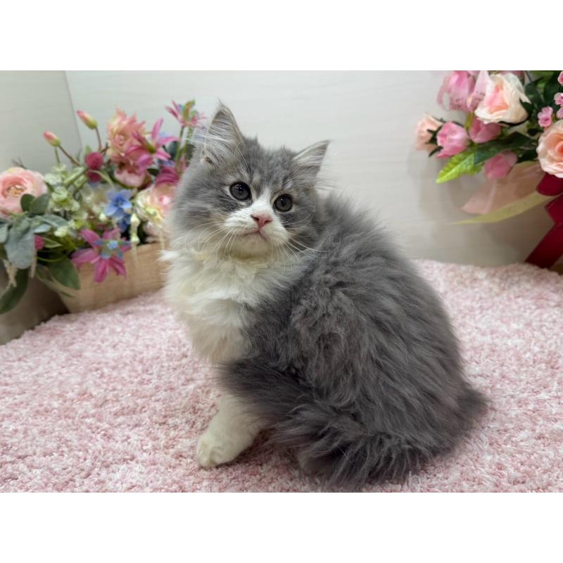 成約済の東京都のラガマフィン-134978の3枚目