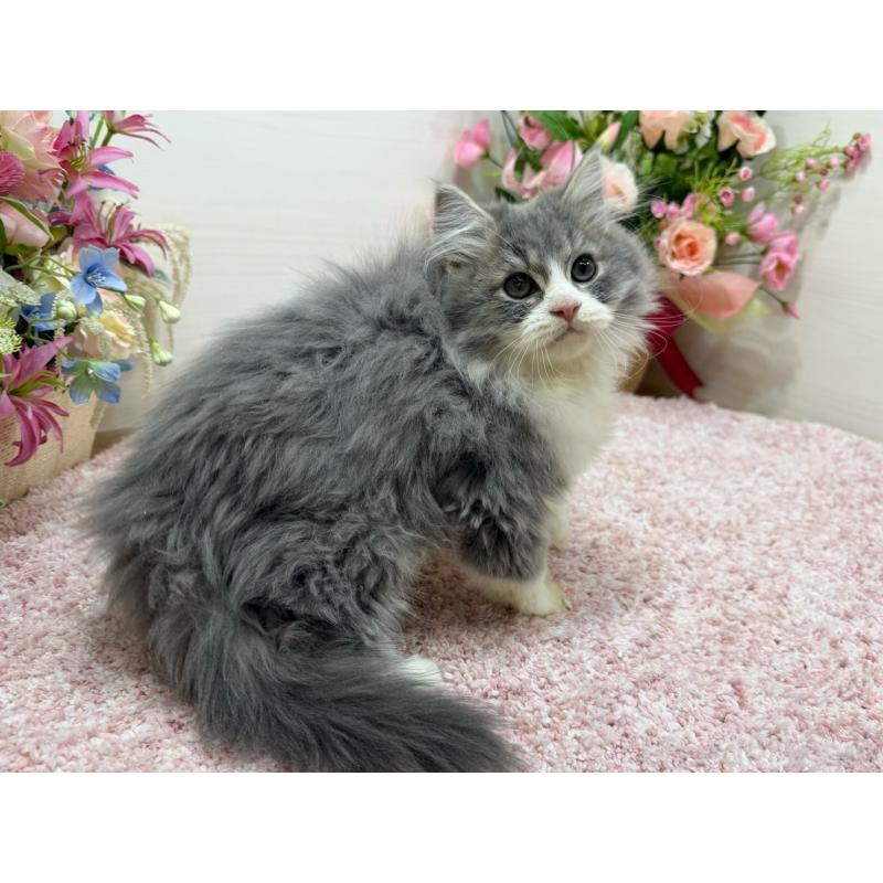 成約済の東京都のラガマフィン-134978の2枚目