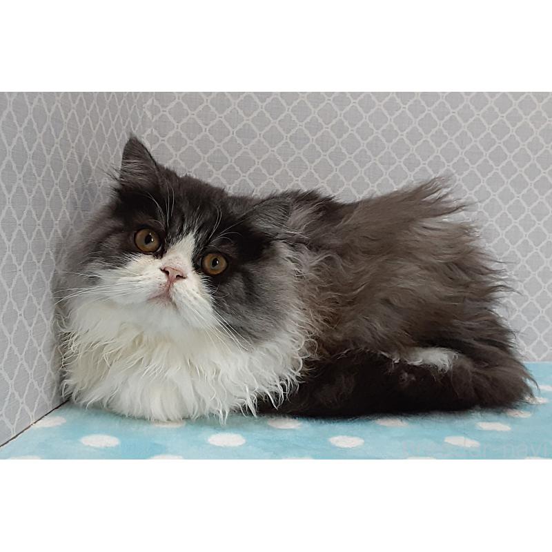 販売中の岐阜県のミックス-128209の4枚目