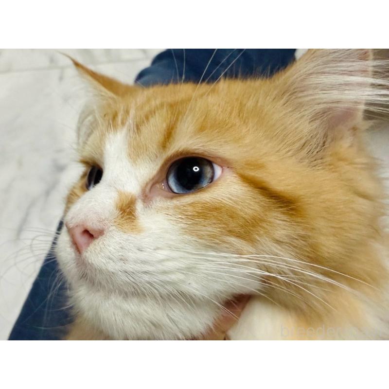 販売中の東京都のラガマフィン-130809の6枚目