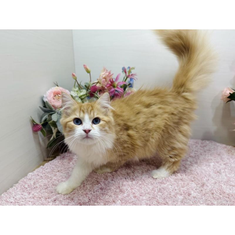 販売中の東京都のラガマフィン-130809の3枚目