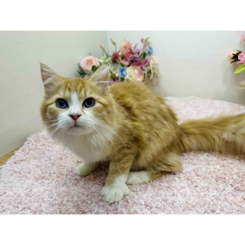 販売中の東京都のラガマフィン-130809の4枚目