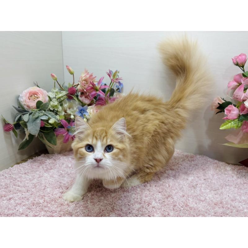 販売中の東京都のラガマフィン-130809の2枚目