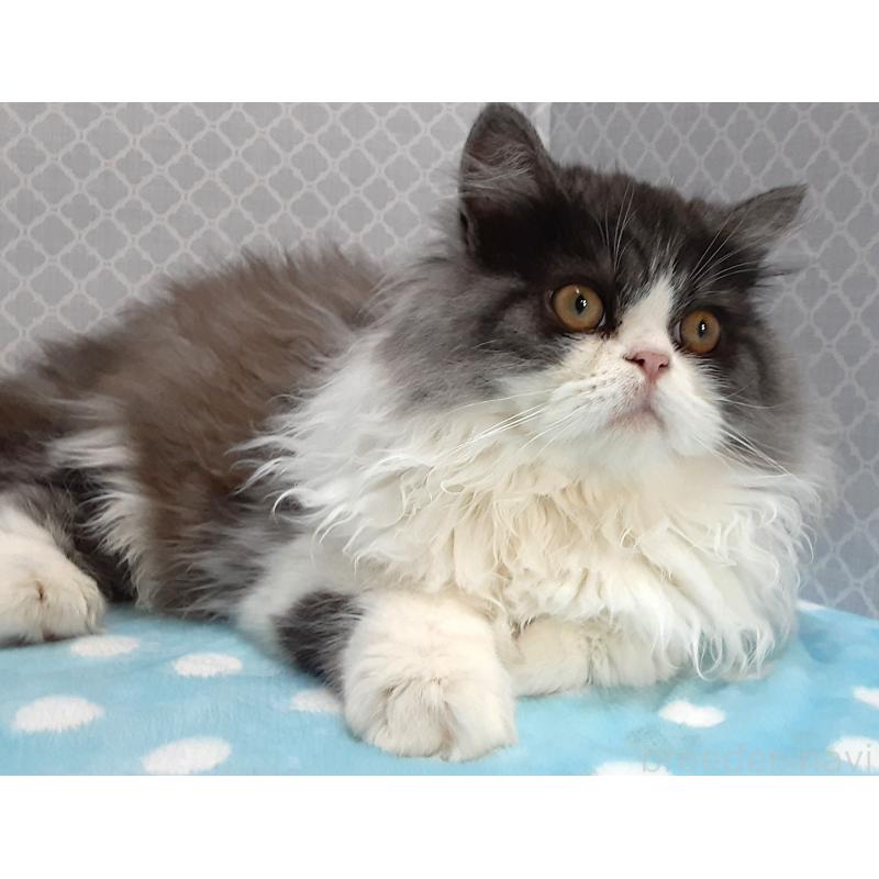 販売中の岐阜県のミックス-128209の3枚目