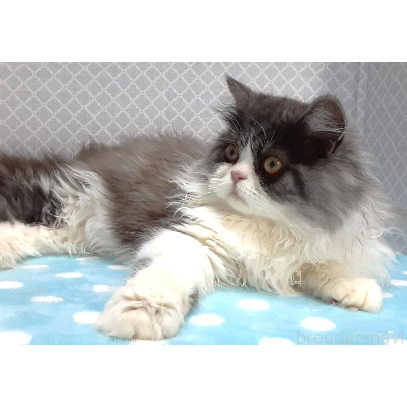 販売中の岐阜県のミックス-128209の2枚目