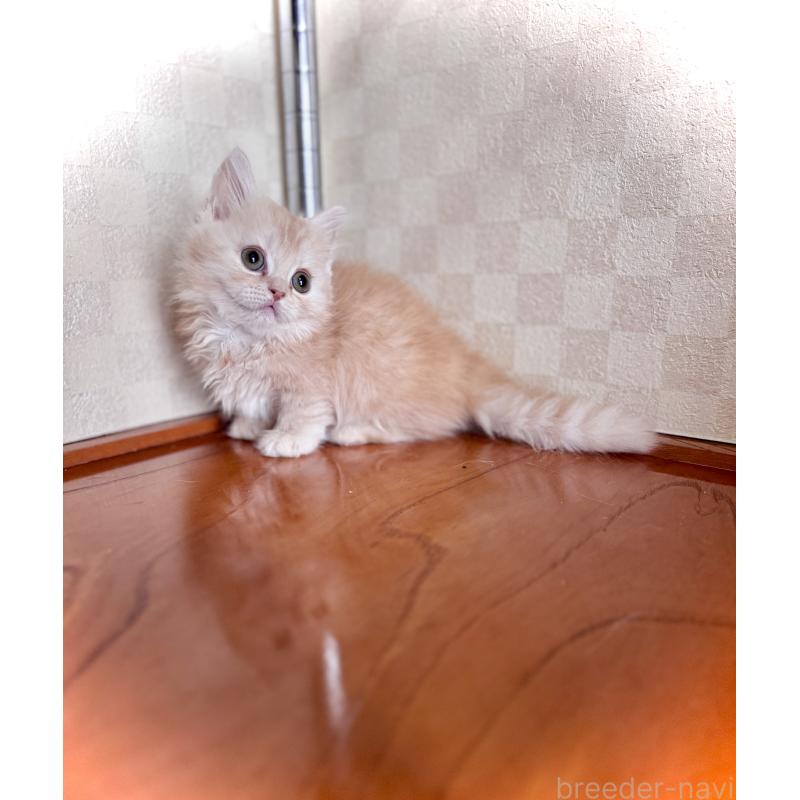 成約済の三重県のマンチカン(短足)-130625の5枚目