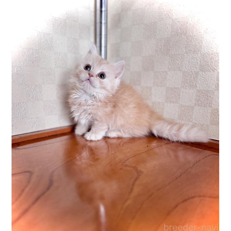 販売中の三重県のマンチカン(短足)-130625