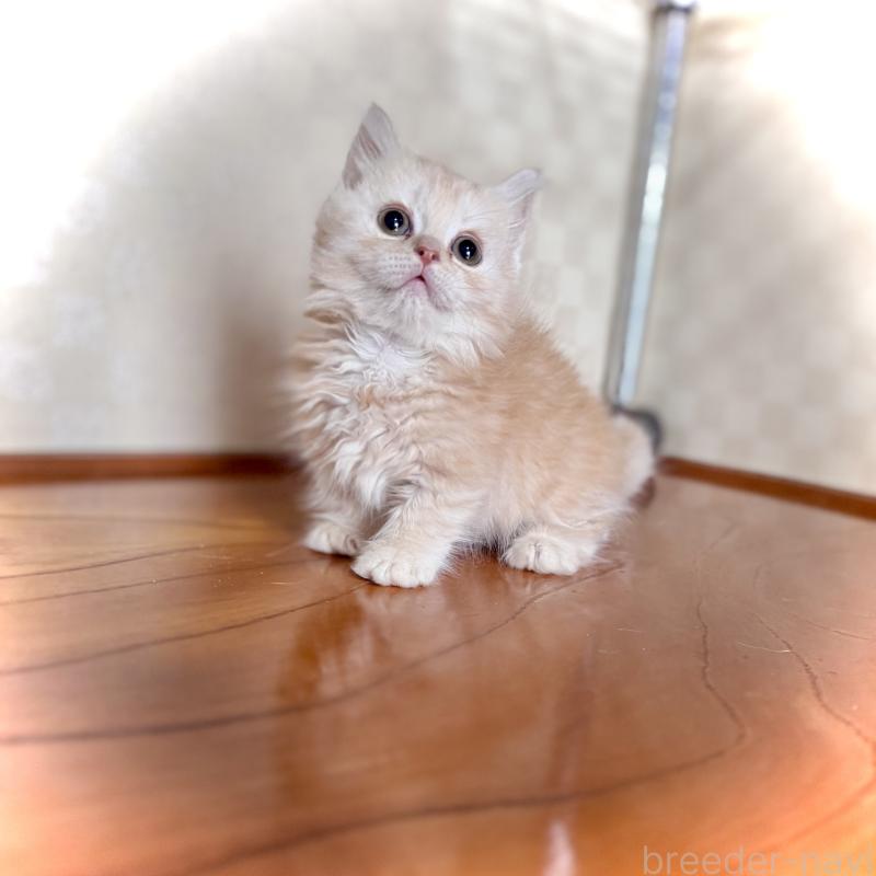 成約済の三重県のマンチカン(短足)-130625の4枚目