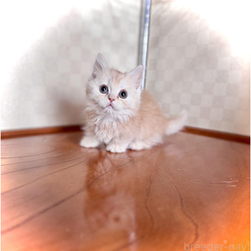 成約済の三重県のマンチカン(短足)-130625の3枚目