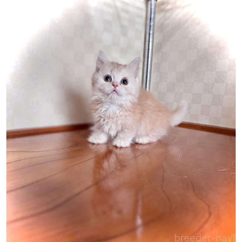 成約済の三重県のマンチカン(短足)-130625の2枚目