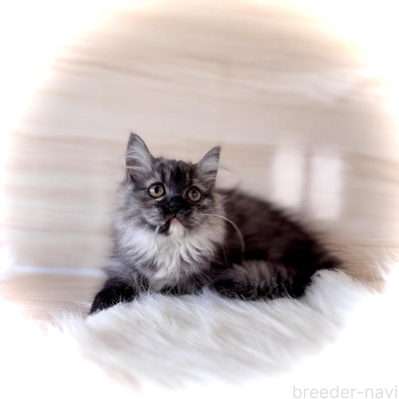 販売中の三重県のマンチカン(短足)-130622の7枚目