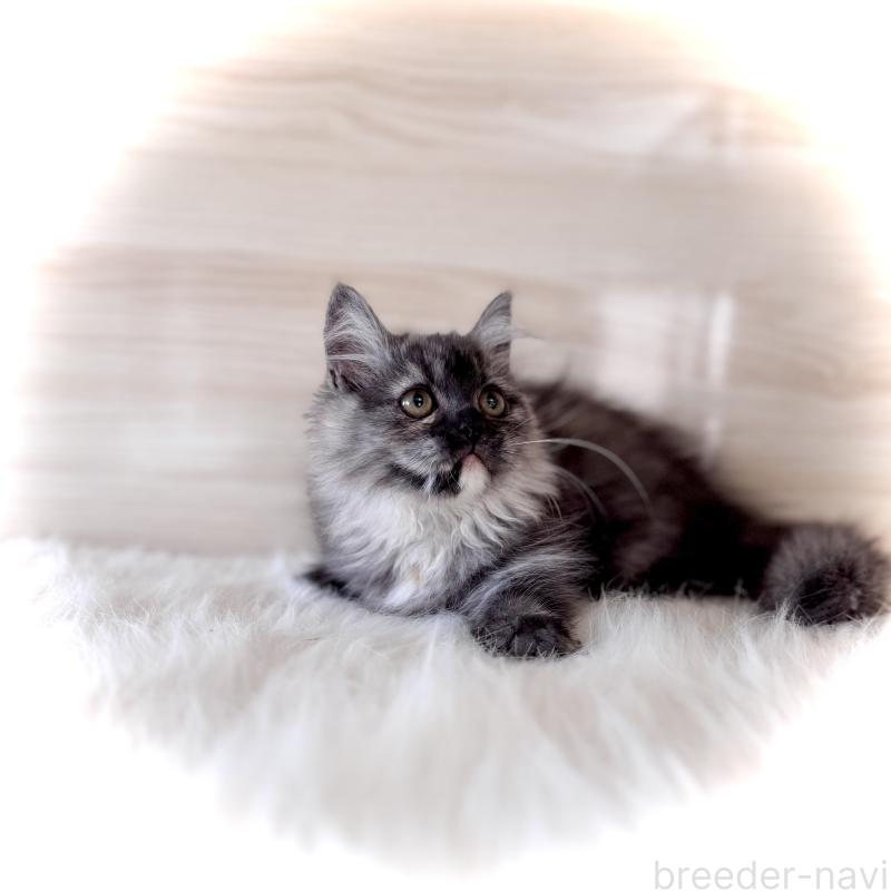 販売中の三重県のマンチカン(短足)-130622