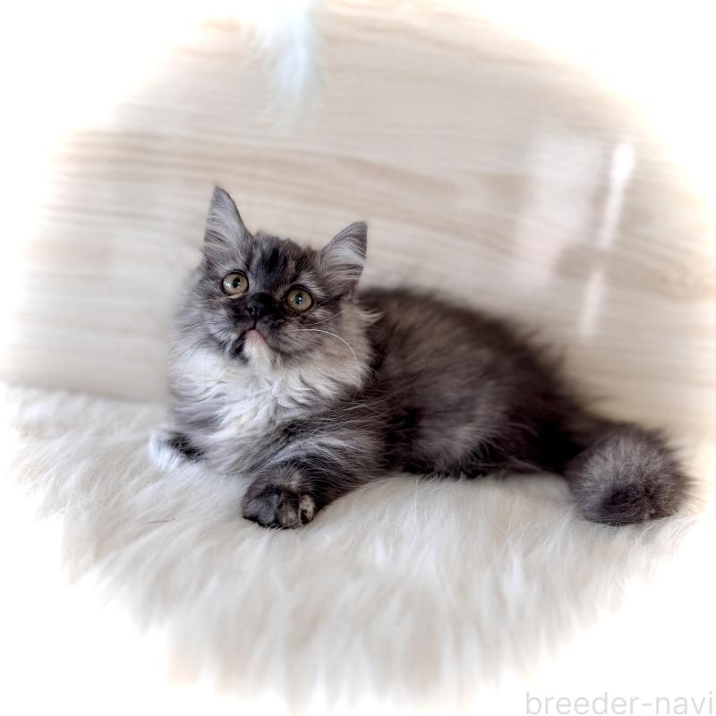 販売中の三重県のマンチカン(短足)-130622の5枚目