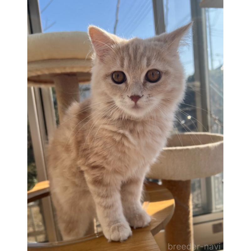 成約済の千葉県のミヌエット-128453の5枚目