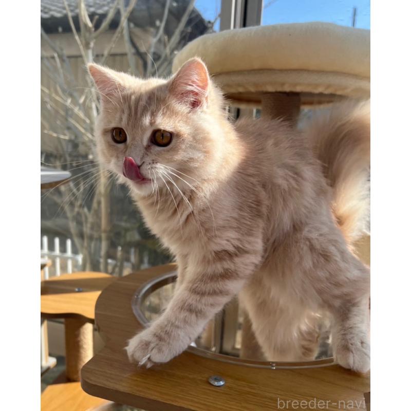 成約済の千葉県のミヌエット-128453の4枚目