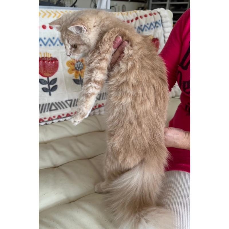 成約済の千葉県のミヌエット-128453の3枚目