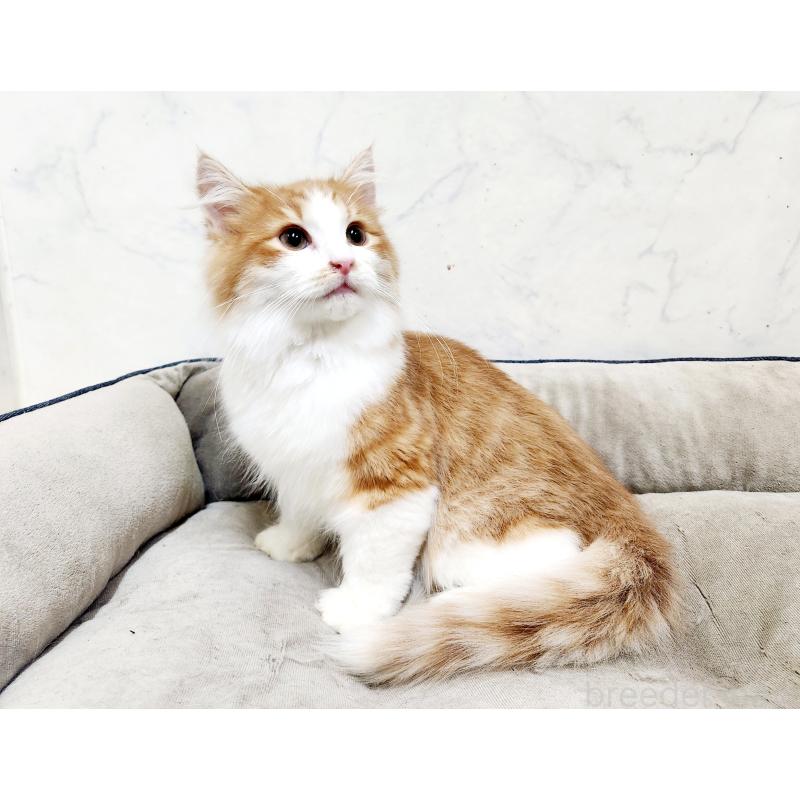 販売中の北海道のノルウェージャンフォレストキャット-134158の3枚目