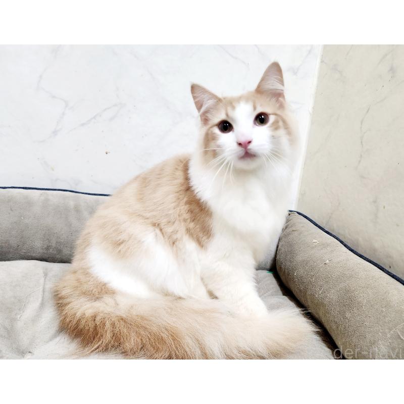 販売中の北海道のノルウェージャンフォレストキャット-131667の5枚目